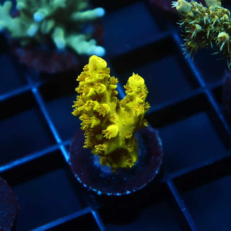 Bennet's Yellow Tort