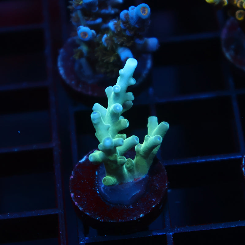 Sanjay's Blue Spruce Acro