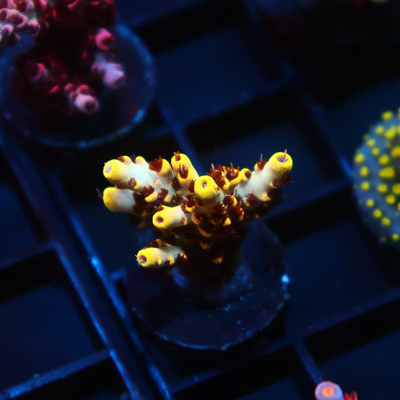 TCK Pikachu