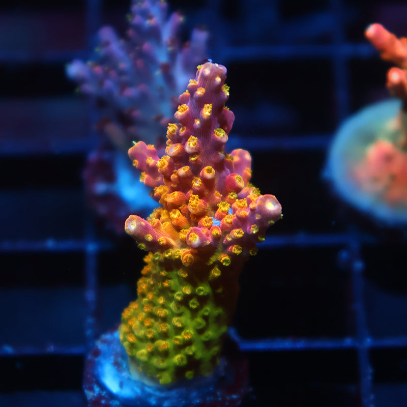 RR Rainbow Loom