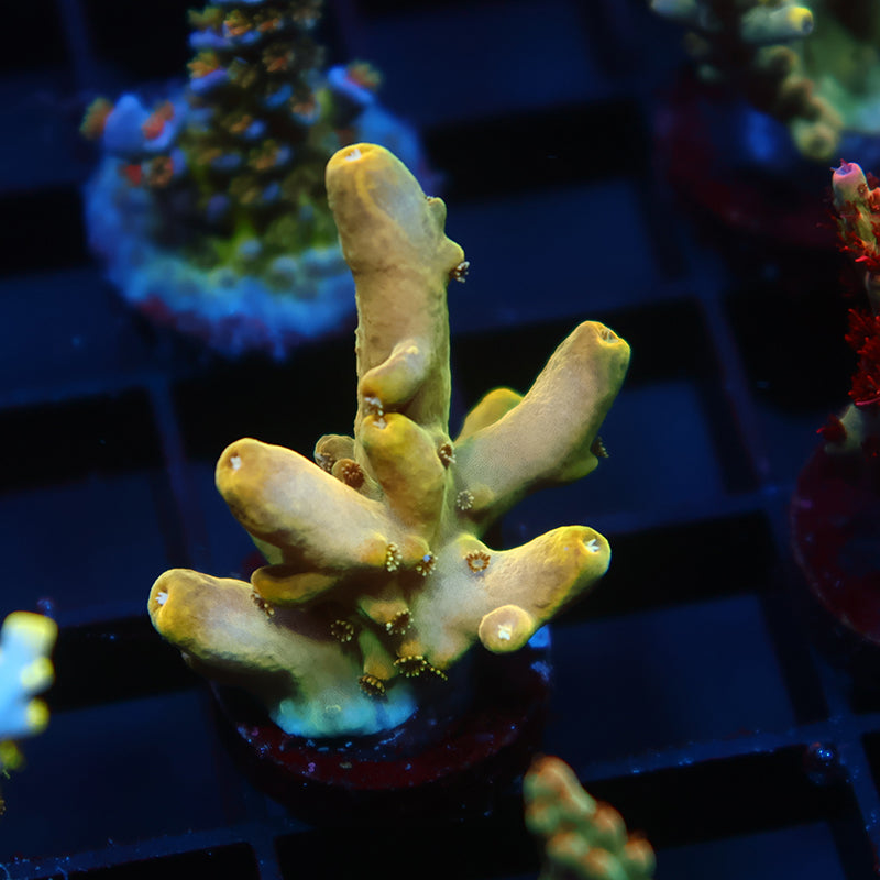 TCK Golden Rosaria