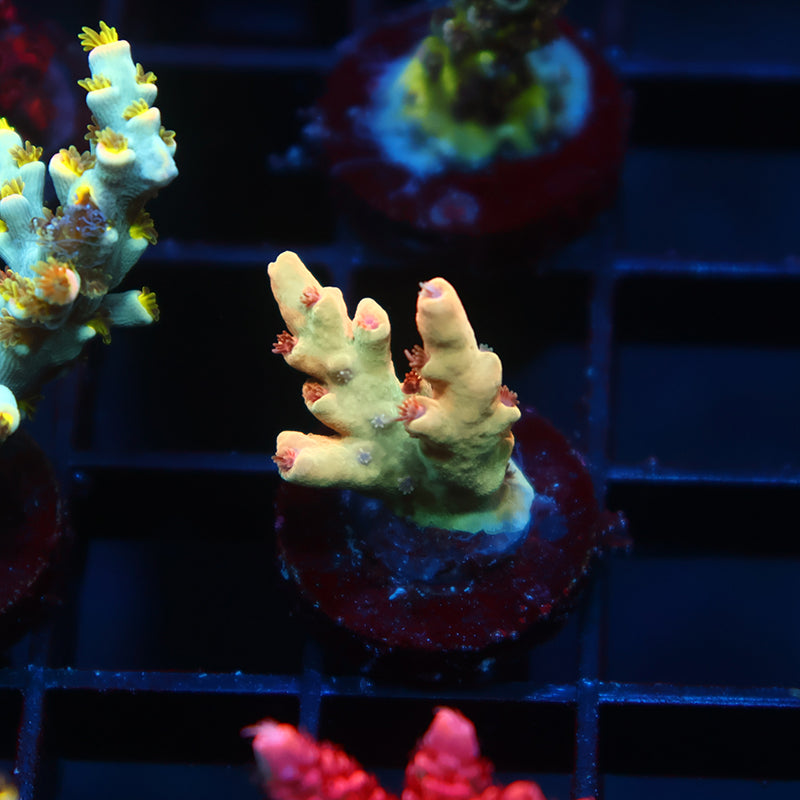 TCK Afterglow Deepwater