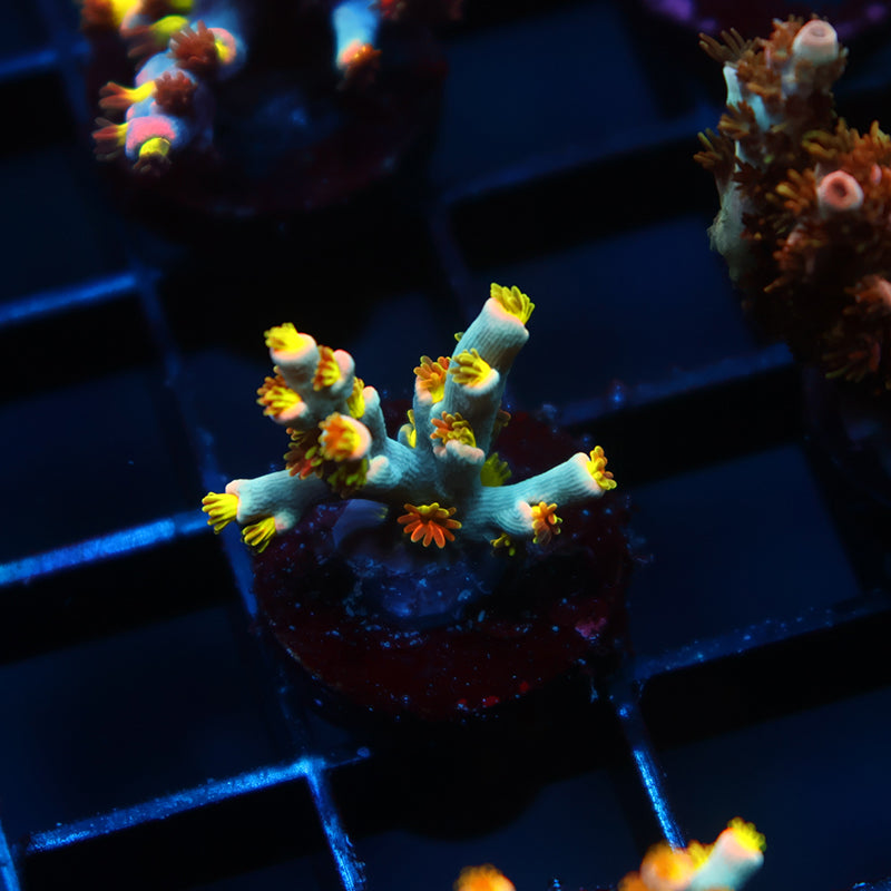 TCK Rainbow Unicorn Speciosa