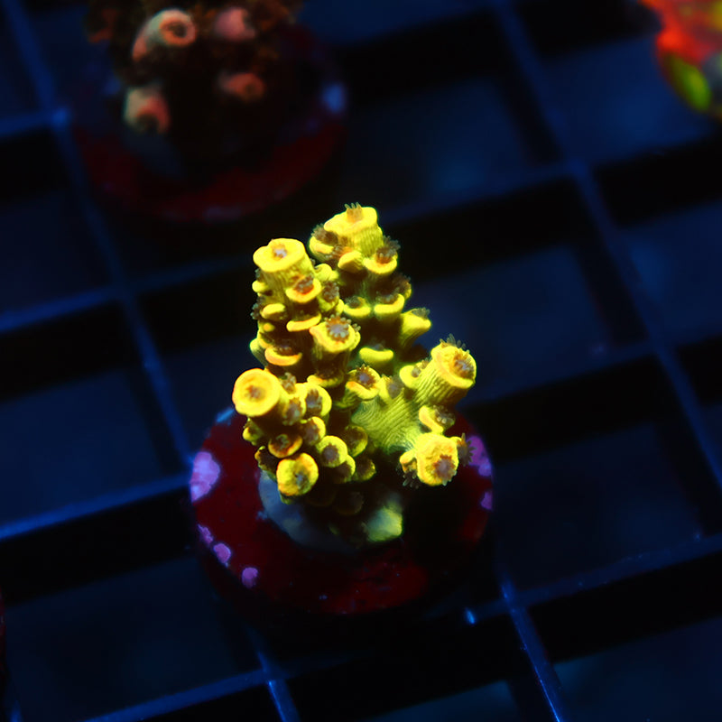 TCK Solar Beam Tenuis