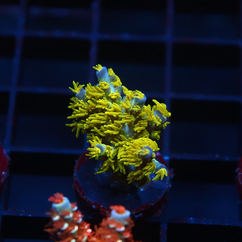 RRC Marvin the Martian