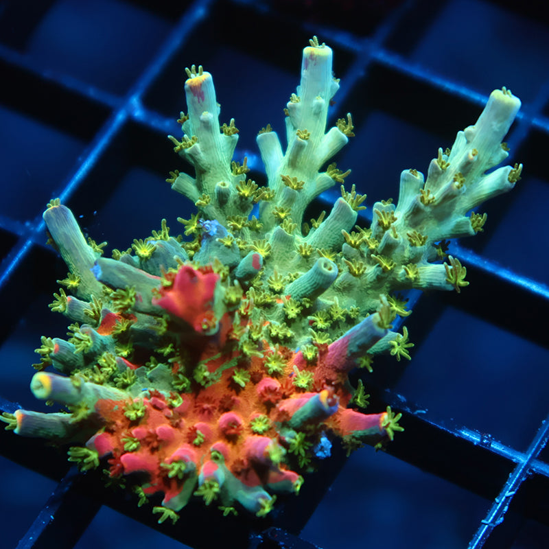 Insane TCK Kaleidoscope