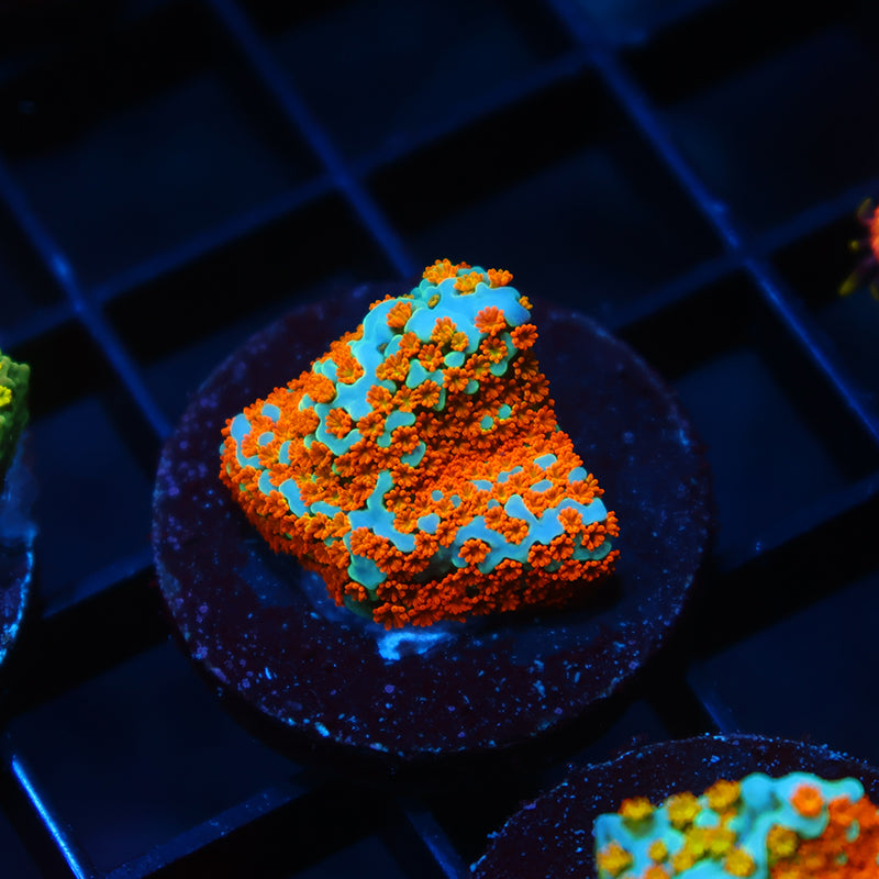 TCK Rainbow Roads Monti