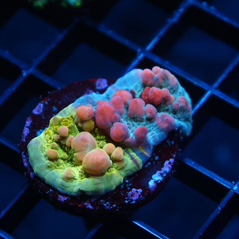 WWC Cosmic Candy Bounce Chalice