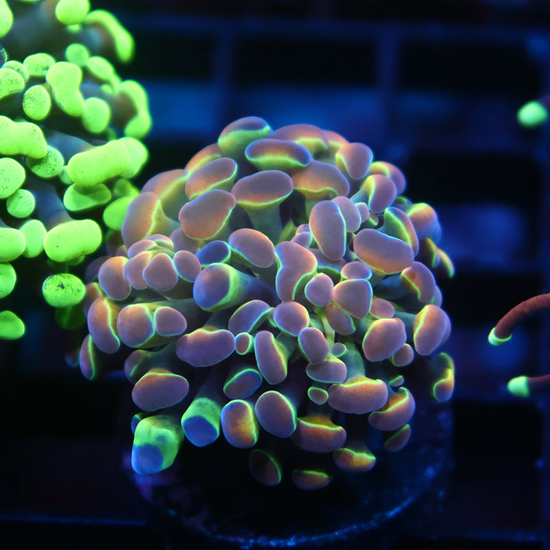 TCK Holographic Hammer