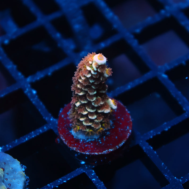 TCK Magic Hat Tenuis