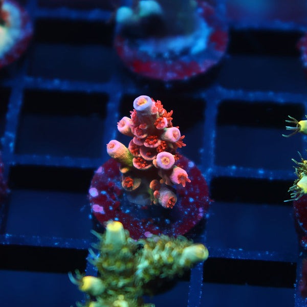 TCK Swizzle Stick Tenuis