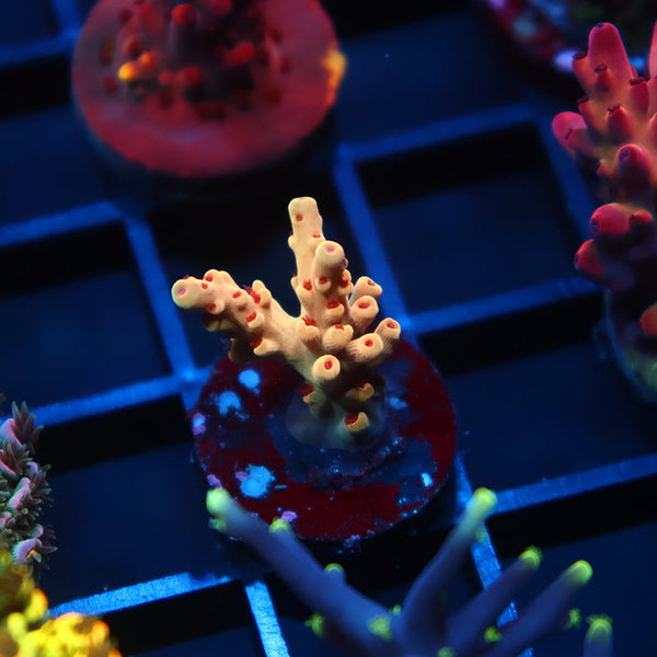 BK Chem Creme de la Creme