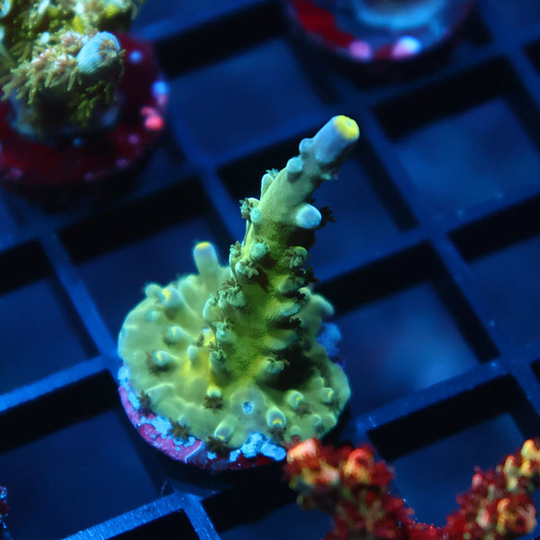 TCK Yellow Tips Austera