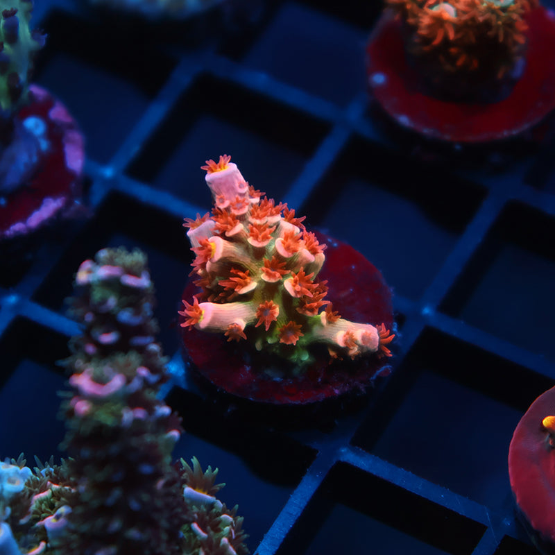 TCK Insano Rainbow Tenuis