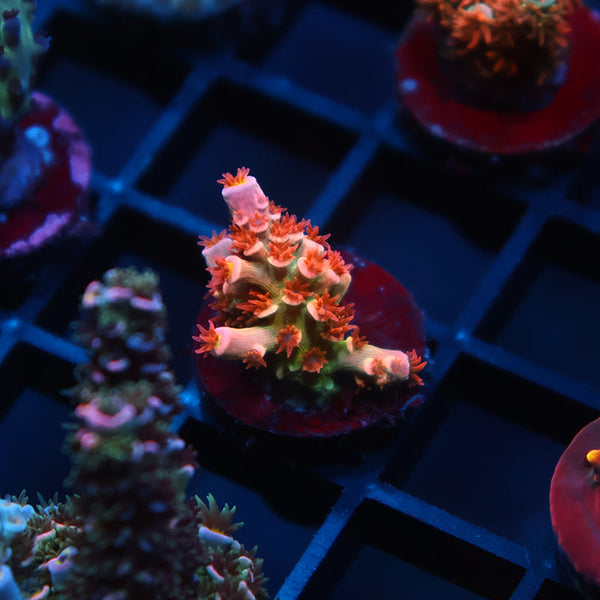 TCK Insano Rainbow Tenuis