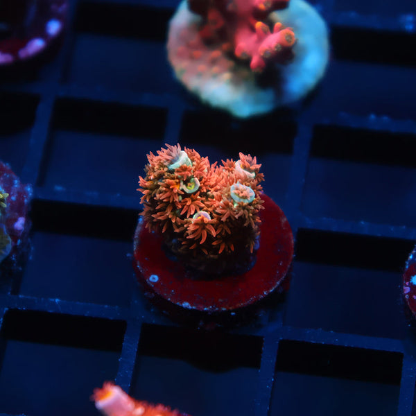 New Release TCK Laser Blaster Tenuis