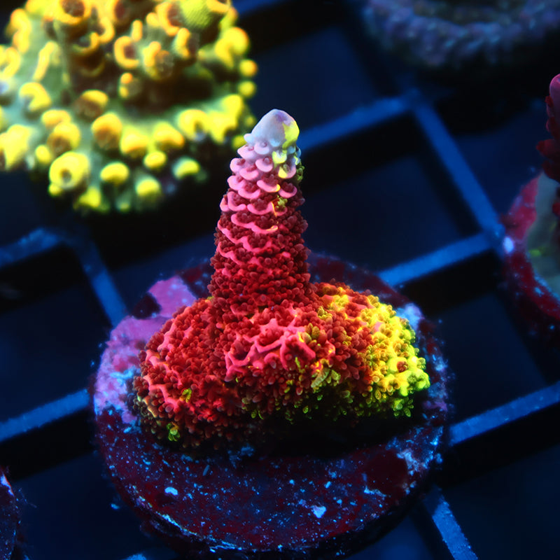 Crazy RRC Rainbow Splice