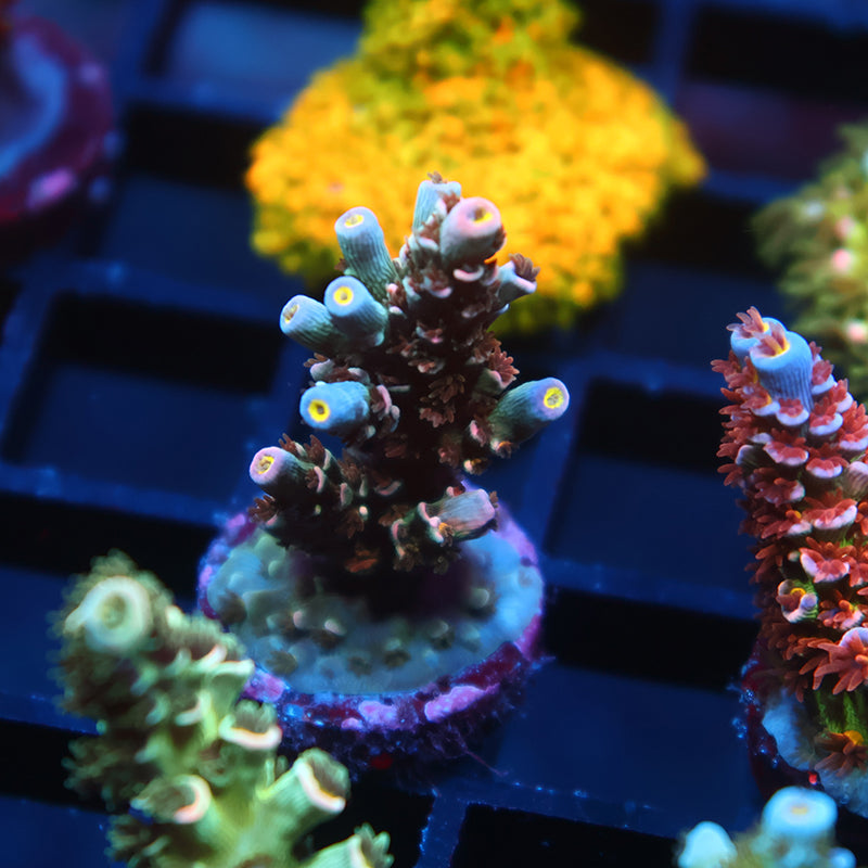 New Release TCK Kuzco's Poison Tenuis