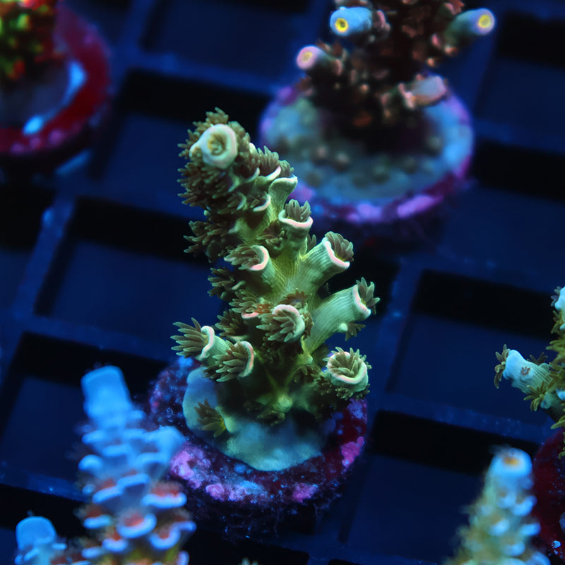 TCK To be named Tenuis