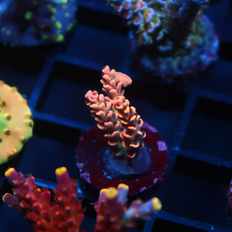 TCK Dragonflight Selago