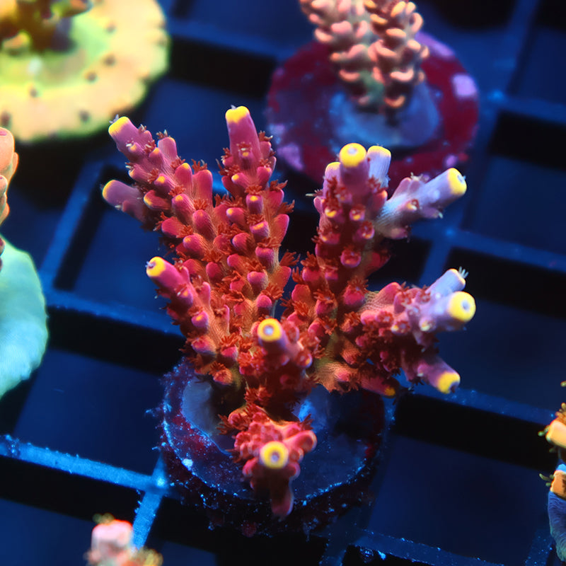 Lg Arcoiris Acropora