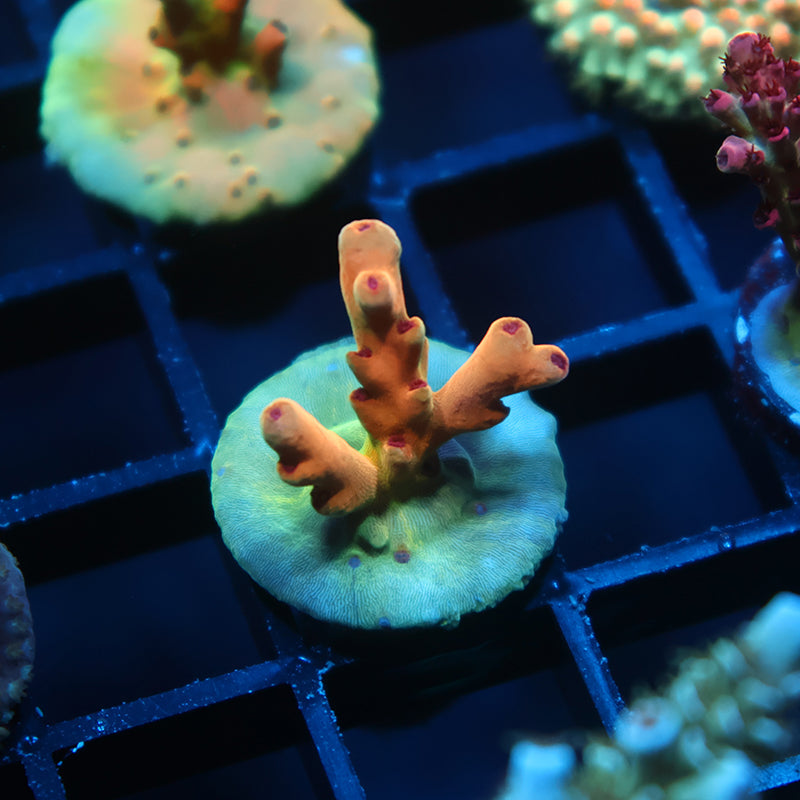 TCK Rainbow Meltdown