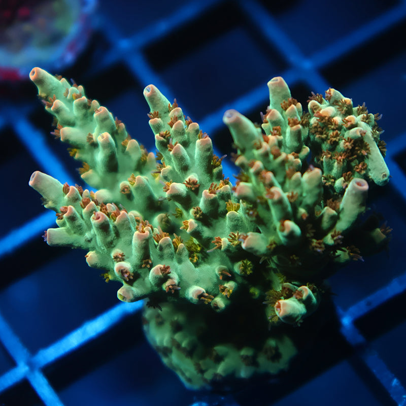 TCK Pink Polyp Shortcake