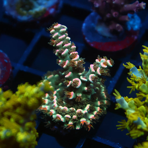 TCK Pink Immolation Tenuis