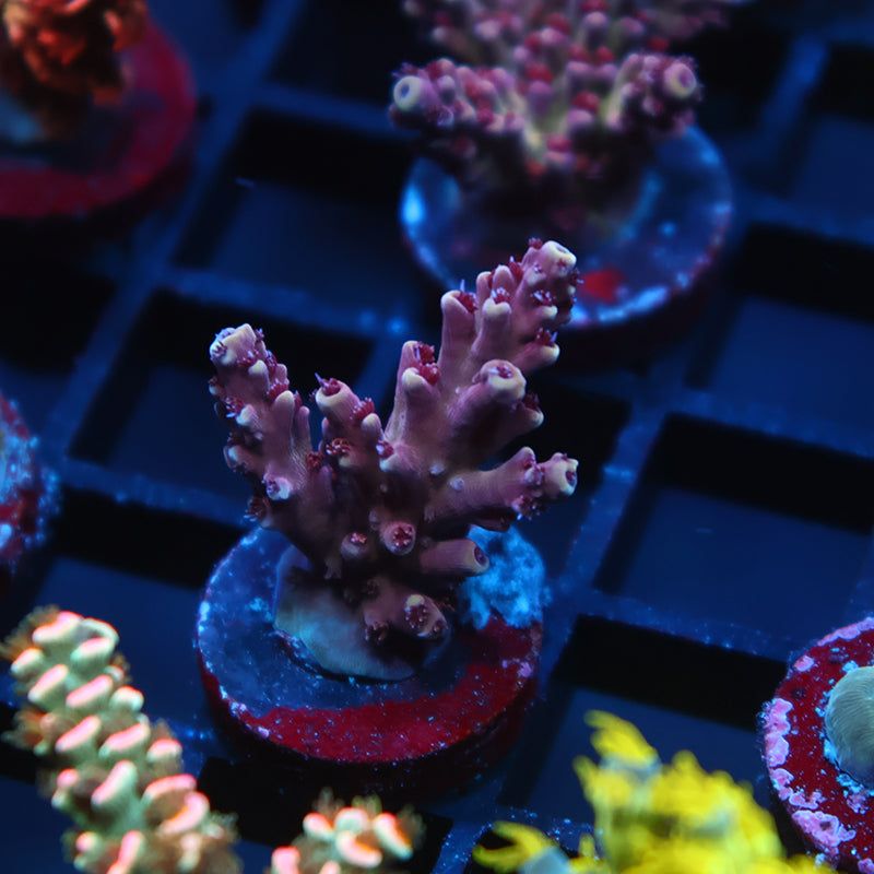 Sanjays Grape Concord