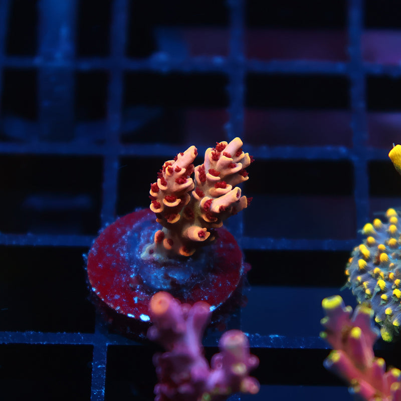 TCK Dragonrider Selago