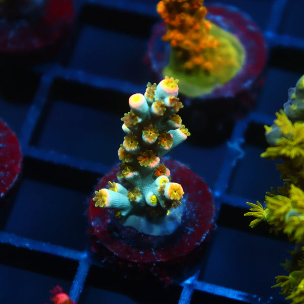 TCK Rainbow Unicorn Speciosa