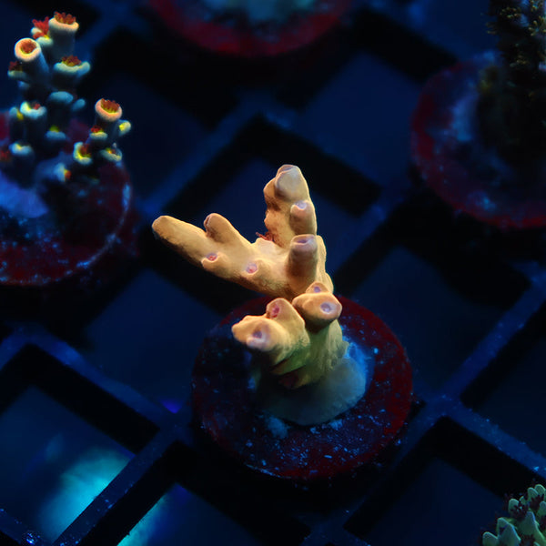 TCK Afterglow Deepwater