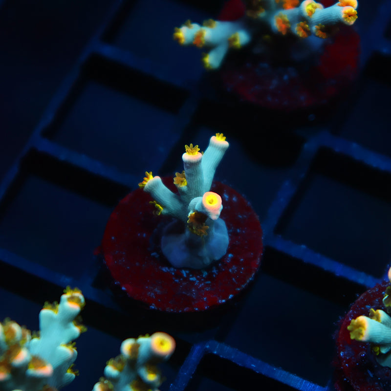 Tiny TCK Rainbow Unicorn Speciosa
