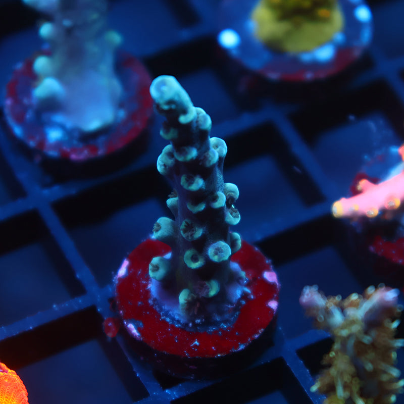 TCK Fireballz Goni – TCKCorals