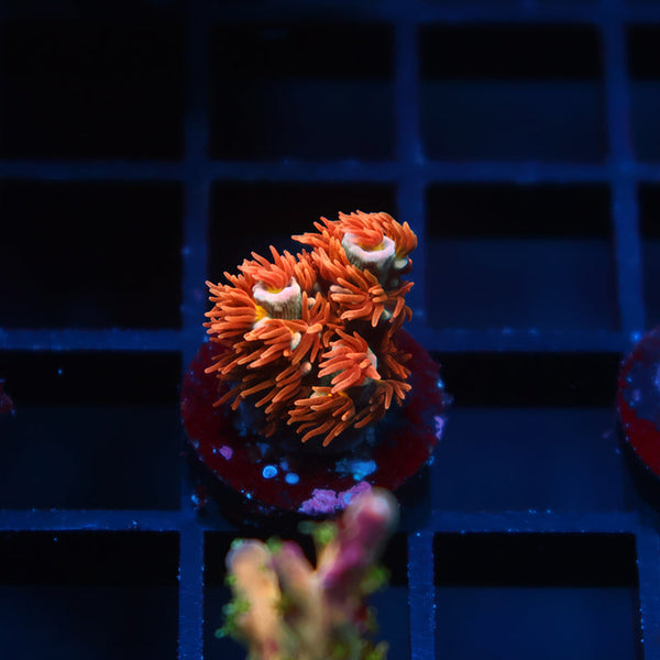 TCK Cherry Bombs Tenuis