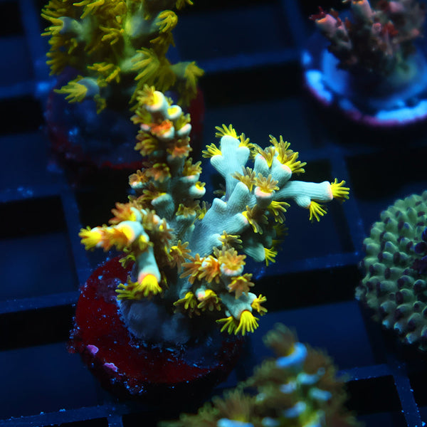 TCK Rainbow Unicorn Speciosa