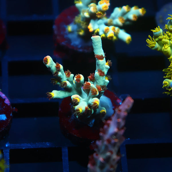 TCK Sour Skittles Speciosa