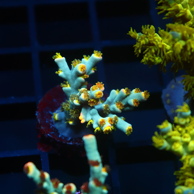TCK Rainbow Unicorn Speciosa