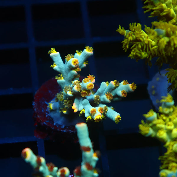 TCK Rainbow Unicorn Speciosa