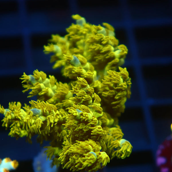 Lg RRC Marvin the Martian