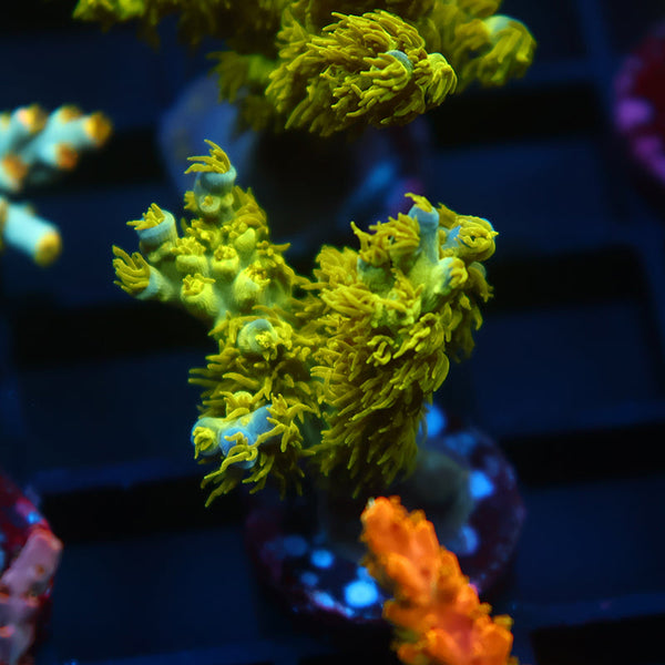 RRC Marvin the Martian