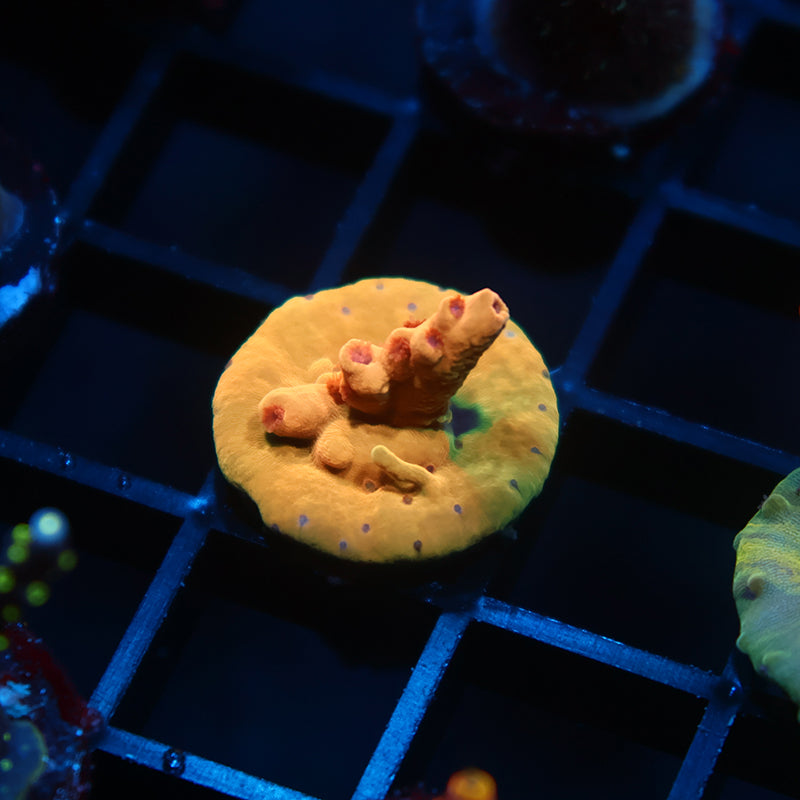 Tiny TCK Afterglow Deepwater