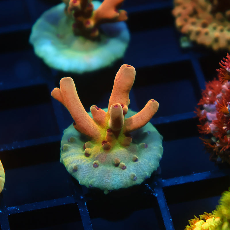 TCK Fireballz Goni – TCKCorals