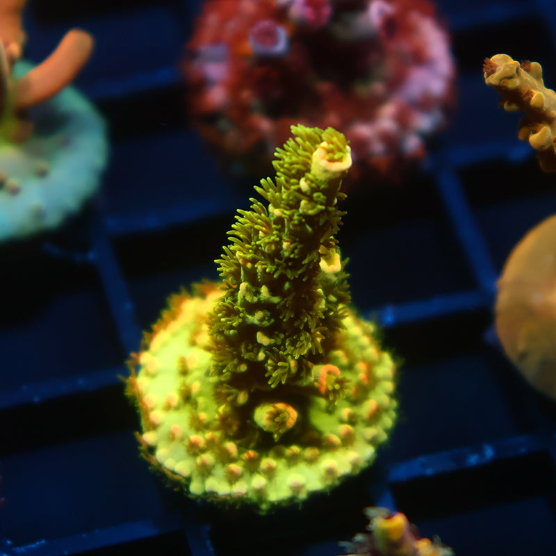 TCK Fireballz Goni – TCKCorals