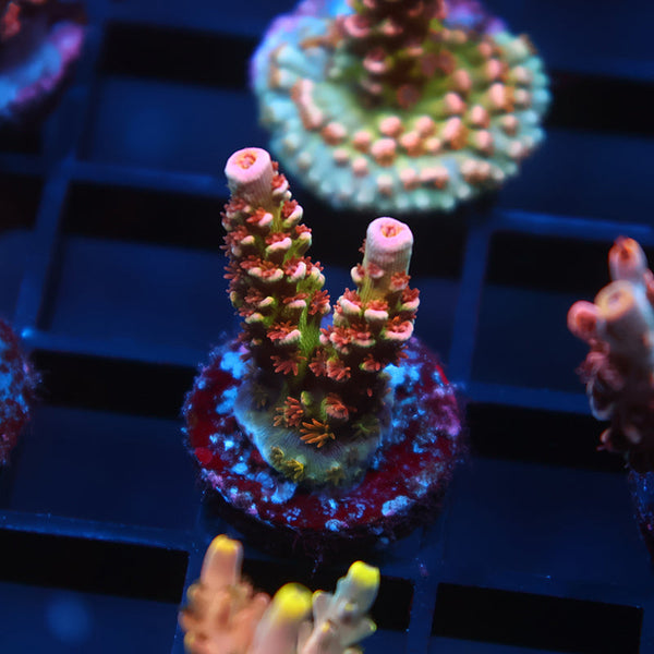 New Release TCK "The one eyed, one horned, flying purple people eater" Tenuis