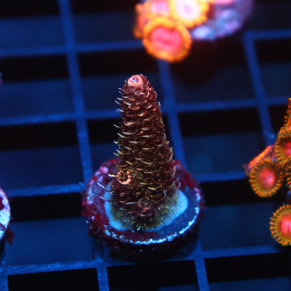 TCK "Mike's Shaggy Redwood" Milli