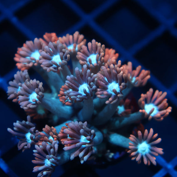 TCK Rocket Pops Goni