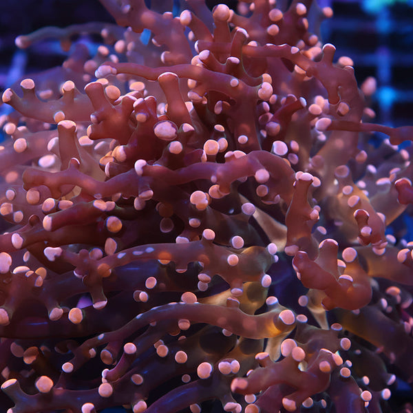 TCK Branching Gold Frogspawn