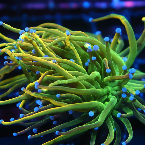 TCK Holy Grail Torch