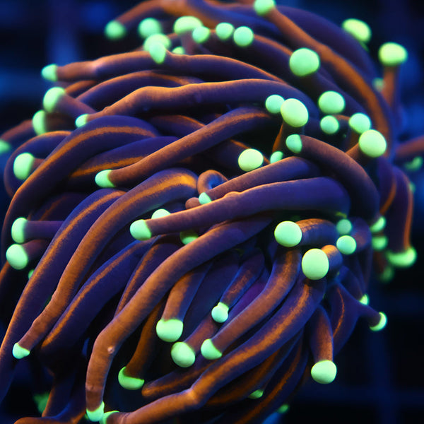 TCK Tank Spawned Light Bulb Torch